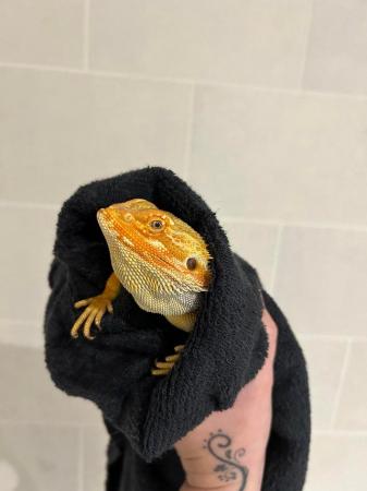 Image 3 of 1 year old red bearded dragon