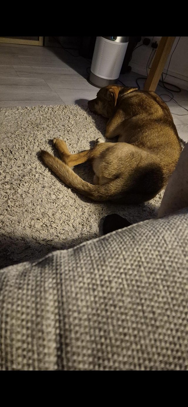 Male German sheppard X Cane corse — photo 3 of 4