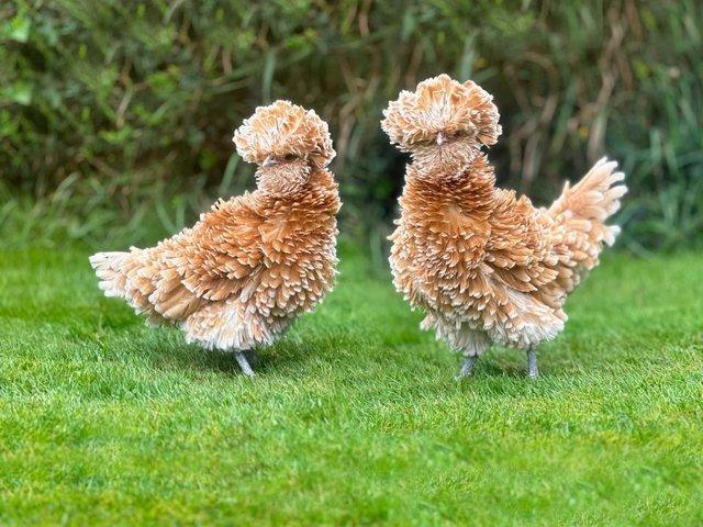 Preview of the first image of Chamois Polish Frizzle Chickens RARE BREED CHICKENS.