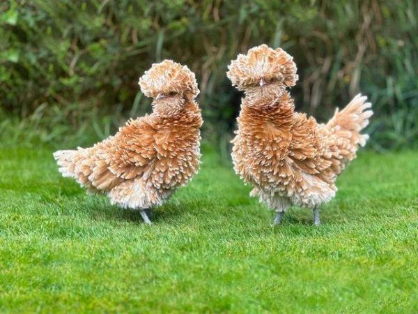 Image 1 of Chamois Polish Frizzle Chickens RARE BREED CHICKENS