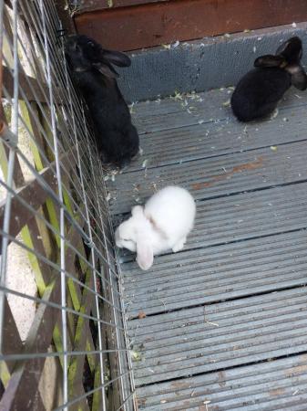 Image 5 of baby rabbits. sex unknown till they are 6 months old.