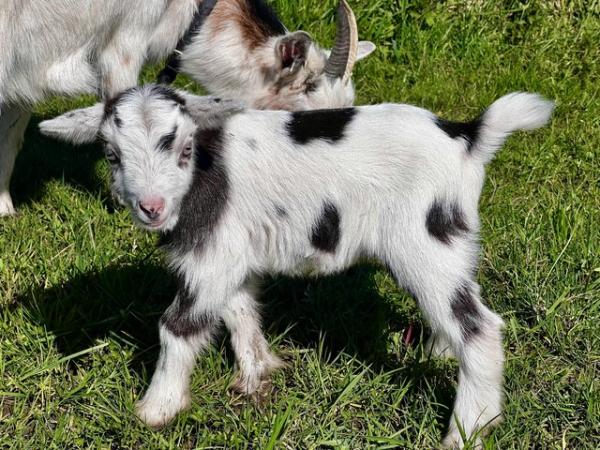 Image 2 of Registered Female Dwarf Dairy Goat Kid like Nigerian Dwarf