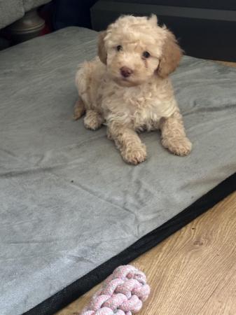 Image 18 of One left! REDUCED READY NOW Gorgeous cockapoo puppies.