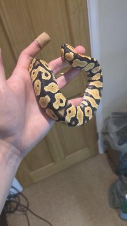 Image 4 of Gorgeous baby royal python