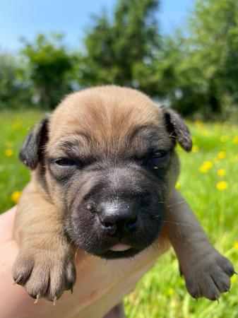 Image 4 of Patterjack puppies for sale