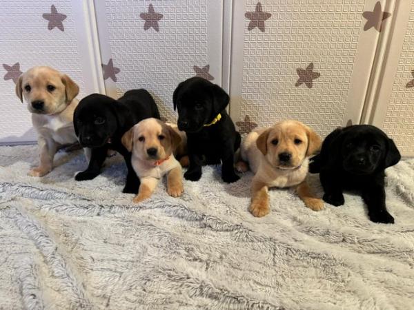 Image 1 of !!READY NOW!! KC Labrador puppies