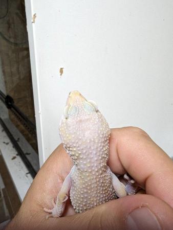 Image 4 of Some stunning leopard geckos males and females
