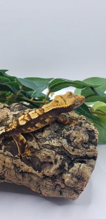 Image 3 of 3 Crested Gecko Group Sale