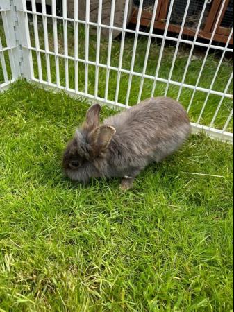 Image 2 of Pretty friendly Lionhead rabbit looking for 5* home.