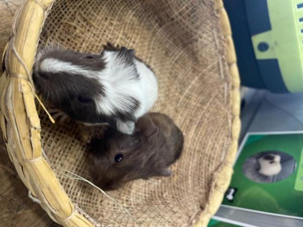 Image 5 of California cross Guinea Pig Pups for rehoming