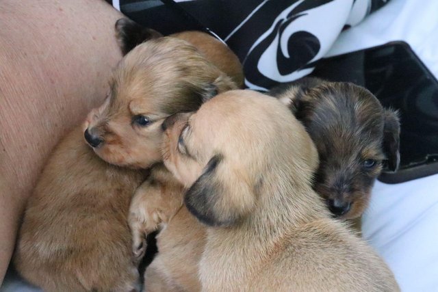 Image 7 of Mini Dachunds For Sale 3 left