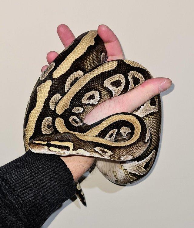 Preview of the first image of Mojave Het Clown Male Ball Python.