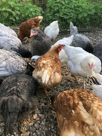 Image 3 of Various POL Hens For Sale