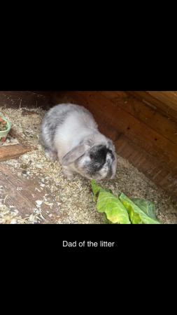 Image 19 of READY NOW Pure Mini Lop Babies,