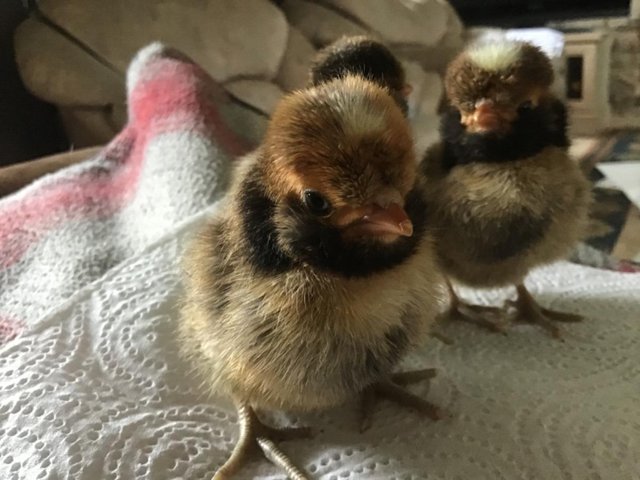 Preview of the first image of Polish / Poland Bantam Hatching Eggs.