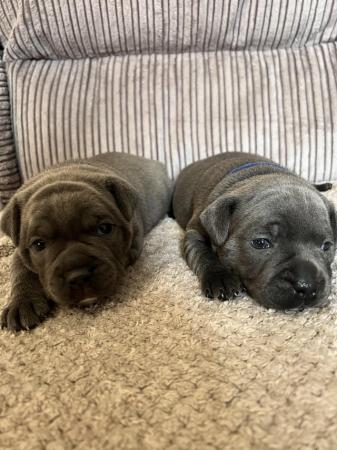 Image 9 of READY in 5 DAYS!! BLUE KCREG Staffordshire BT Puppies