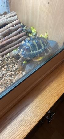 Image 5 of Two Male/Female Hermanns Tortoise with Full Set Up