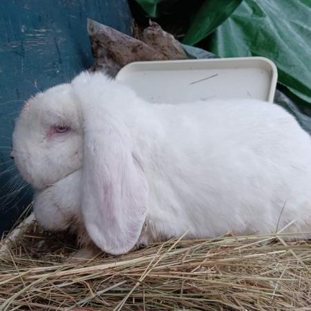 Image 2 of French lop breeding rabbits show type. Two trios chinchilla