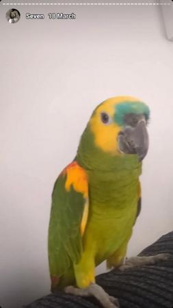Image 1 of 2 Parrots for Sale.Hand reared.Blue fronted Amazons.