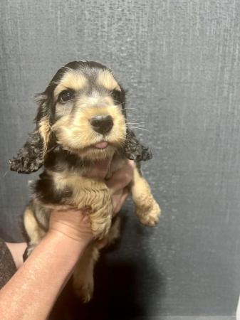 Image 1 of Show type Cocker Spaniel puppy from DNA tested parents £700