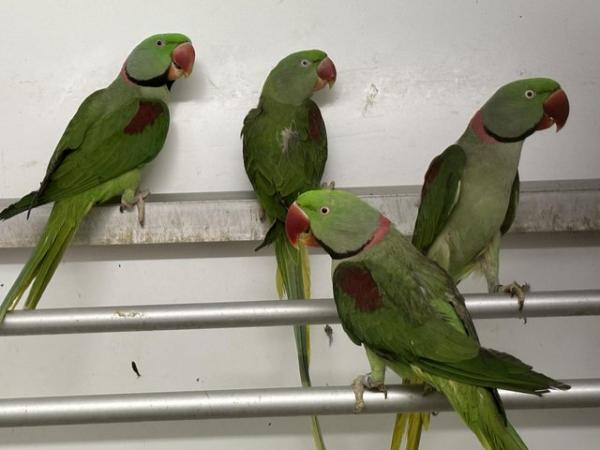 Image 1 of Adult Alexandrine available