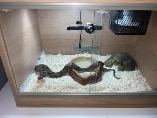 Image 3 of 9 month old male boa for sale