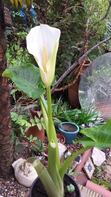 Preview of the first image of Stunningly Beautiful, Arum, Peace or Nile Lily.