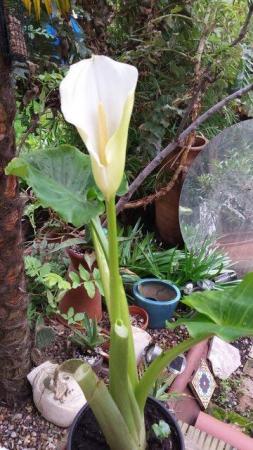 Image 1 of Stunningly Beautiful, Arum, Peace or Nile Lily