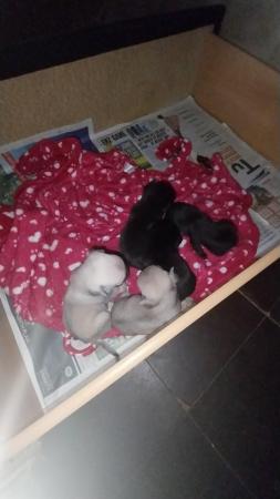 Image 5 of Stunning Black and Fawn  Pug Puppies For Sale Runcorn