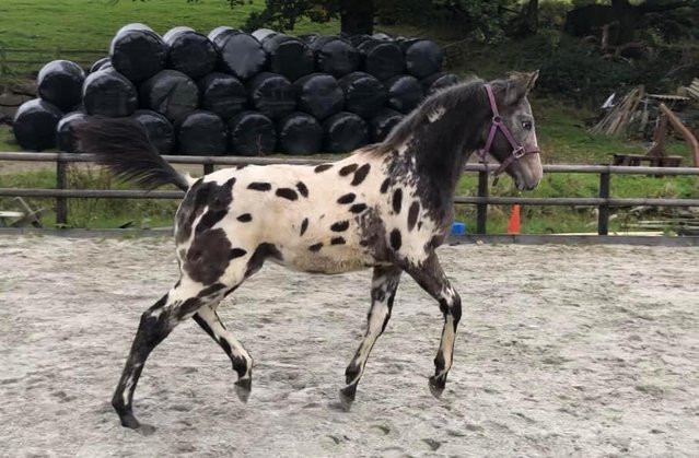 Preview of the first image of Registered Appaloosa sport horse.