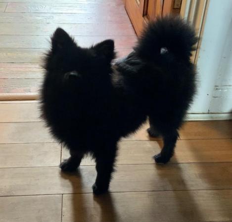 Image 1 of Black Female Pomeranian Puppy KC registered ready to leave