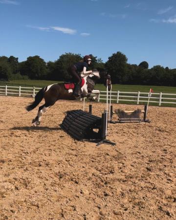 Image 1 of 15.3hh Cob x Thoroughbred Mare