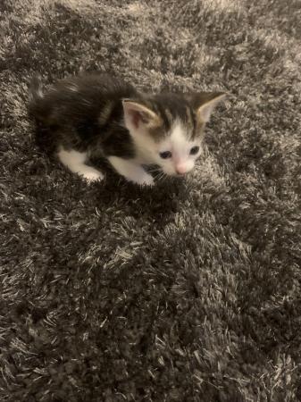 Image 3 of READY NOW beautiful kittens for sale 1 left