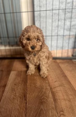 Image 10 of Only last boy Ready Now Beautiful small Cockapoo,