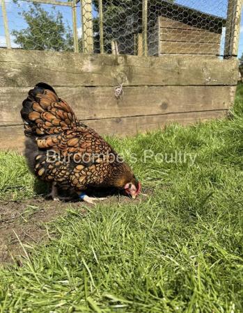 Image 2 of Gold Laced Wyandotte Bantam Hatching eggs Postage Available