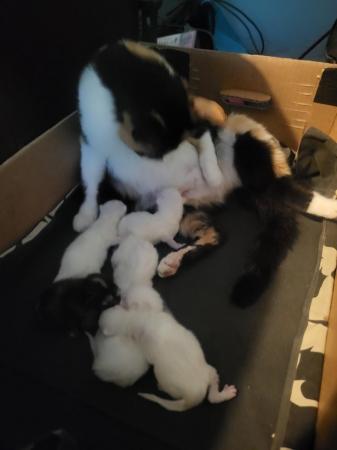 Image 7 of 2 litters available,5 kittens for sale ready june 6 kittens
