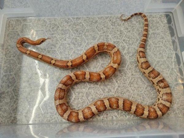 Image 3 of Adult Corn Snakes Rehome - £20 each