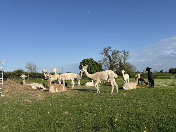 Image 2 of Female alpacas - pregnant and pets