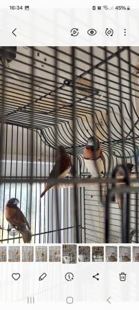 Image 5 of Foreign finches and a 22/23/24