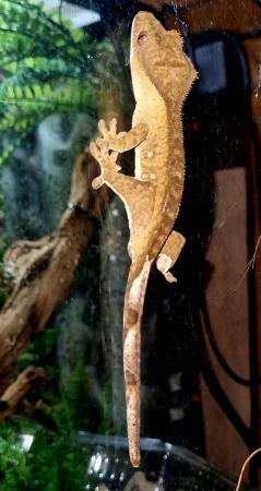 Image 4 of Beautiful Male Crested Gecko