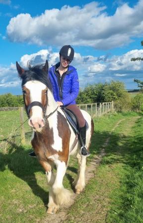Image 4 of Brenin 15hh cob gelding looking for a sharer CHILTON OXFORD