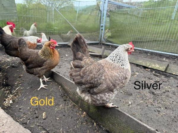 Image 2 of Pol hens chickens chicks rare breeds egg olive eggers