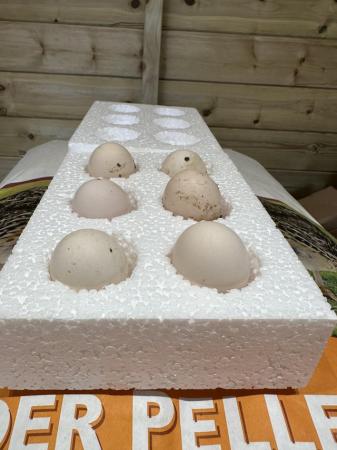 Image 7 of USA silkie bantam hatching eggs