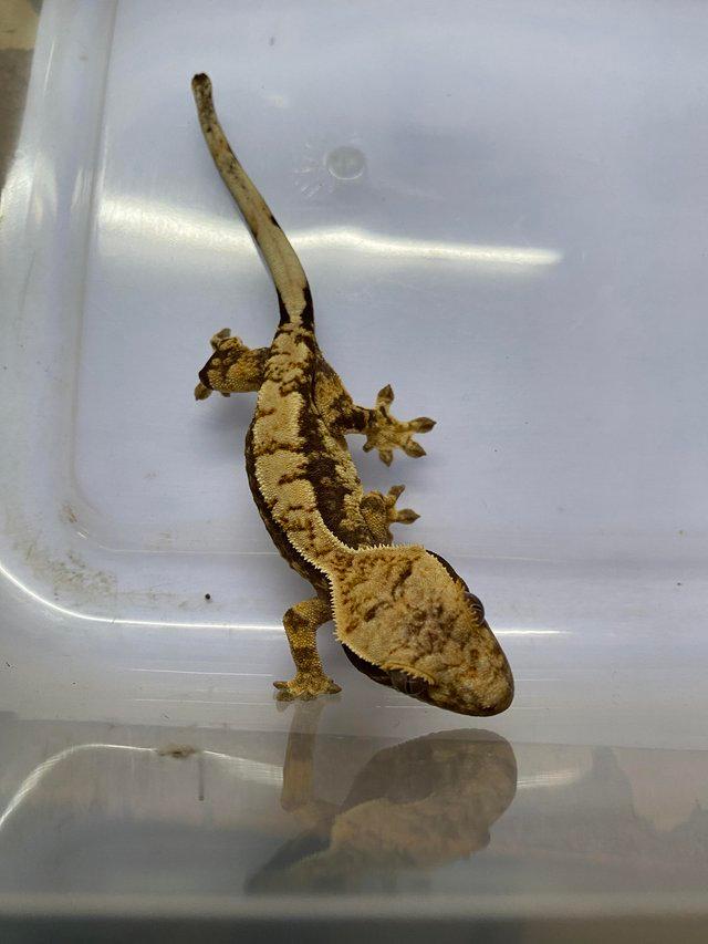 Preview of the first image of Harlequin Dalmatian crested gecko £70.