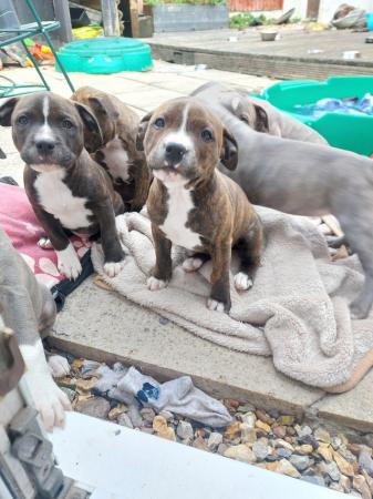 Image 14 of Beautiful Staffordshire bull terriers puppys
