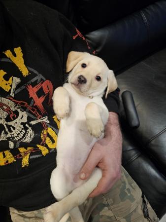 Image 3 of Beautiful Labrador Puppies for sale Excellent Pedigree