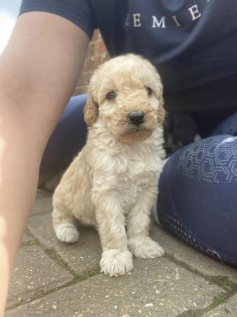 Image 16 of F2 miniature Labradoodles looking for homes