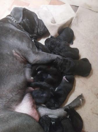 Image 12 of 7 week old Cane corso puppies
