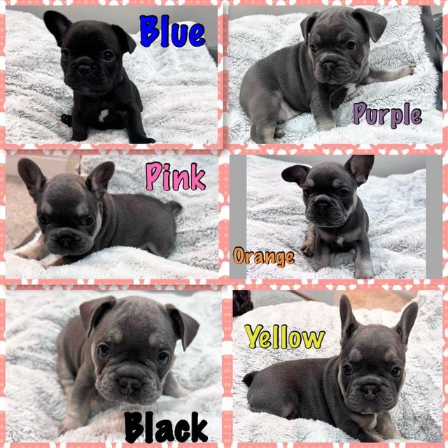 Preview of the first image of Adorable KC Reg French Bulldog Puppies!.