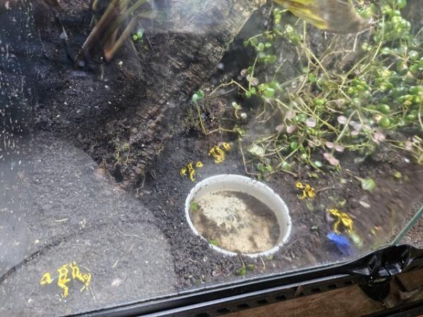 Image 3 of 6 dart frogs for sale. 5 bumble  bee and 1 blue